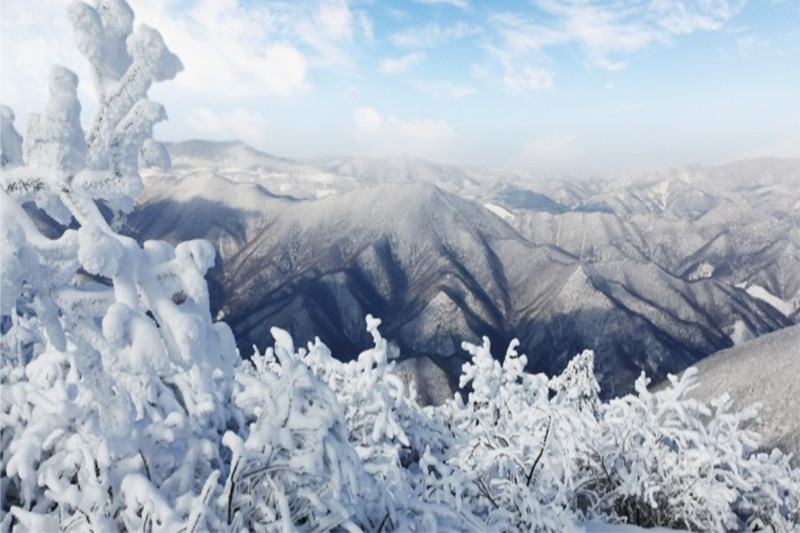 Núi tuyết Taebaek 
