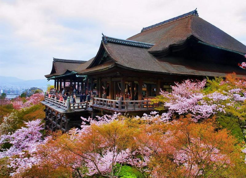 Rực rỡ mùa hoa anh đào tại chùa Kiyomizu