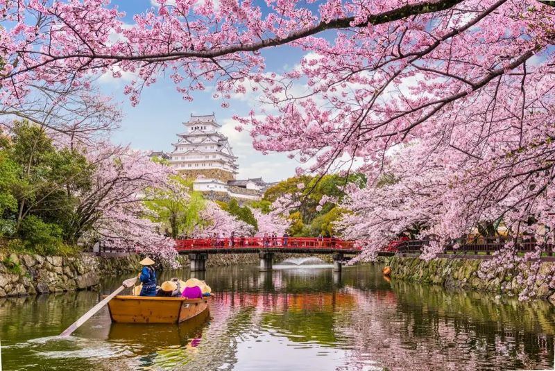 Mùa hoa anh đào Nhật Bản